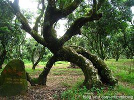 大唐荔鄉 大唐荔鄉