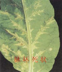 菸草黃瓜花葉病4