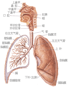 上氣道梗阻