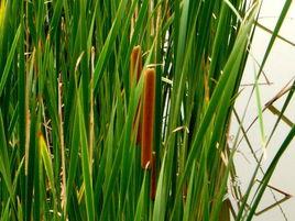 東方香蒲 東方香蒲