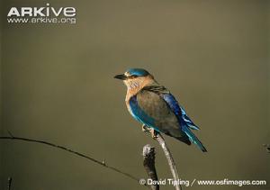 棕胸佛法僧 棕胸佛法僧