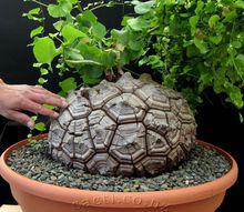 龜甲龍 Dioscorea elephantipes