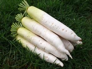 南畔洲蘿蔔 南畔洲蘿蔔