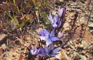 加查獐牙菜 加查獐牙菜