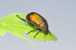 雜食昆蟲 雜食昆蟲