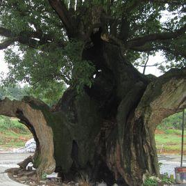 嘉魚縣千年古樟樹 嘉魚縣千年古樟樹