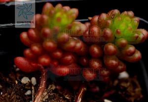 紅色漿果 紅色漿果