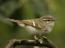 黃眉柳鶯 黃眉柳鶯