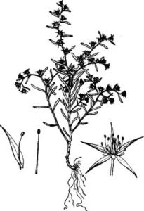 日本景天 日本景天