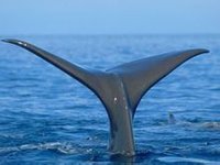 鬚鯨類 露脊鯨科