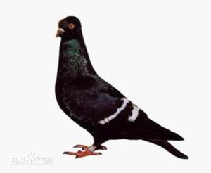 金井玉欄桿 金井玉欄桿