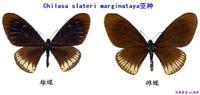 臀珠斑鳳蝶(亞種3)