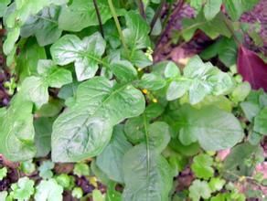 多裂黃鵪菜 多裂黃鵪菜