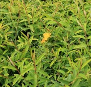 方莖金絲桃 方莖金絲桃