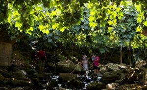 福安葡萄溝 福安葡萄溝