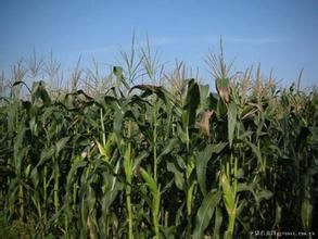 脆甜糯5號 脆甜糯5號