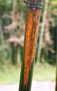 竹稈鏽病 竹稈鏽病