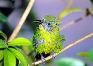 （圖）藍翅葉鵯