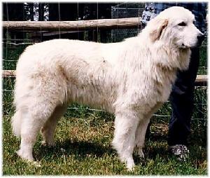 馬雷馬牧羊犬Maremma Sheepdog 馬雷馬牧羊犬Maremma Sheepdog