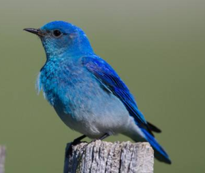 BLUEBIRD[青鳥]