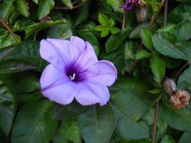 纖細五爪金龍(變種) 纖細五爪金龍(變種)