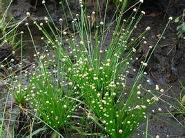 南投谷精草 南投谷精草