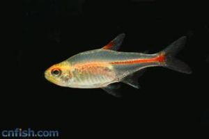 玻璃燈魚 玻璃燈魚