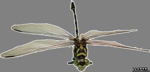 細鉤春蜓 細鉤春蜓