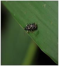 雙刺趾鐵甲 雙刺趾鐵甲