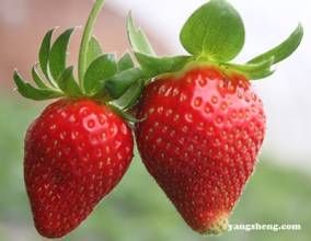 長果紅淡比 長果紅淡比