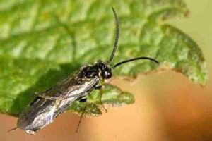 偽棘吻蟲屬 偽棘吻蟲屬