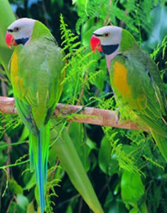 鬍鬚鸚鵡 鬍鬚鸚鵡