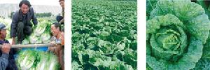 白菜種子 白菜種子