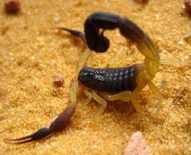 伊朗黑尾鱷背蠍 伊朗黑尾鱷背蠍