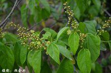 《石岩楓》圖冊