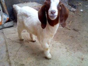 布爾山羊 布爾山羊