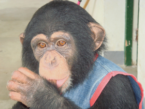 合肥市野生動物園