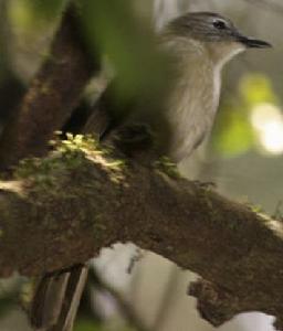 黃紋旋木鵯 黃紋旋木鵯