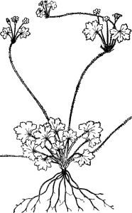 腋花點地梅 腋花點地梅