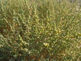 短生植物 短生植物