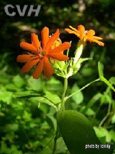 淺裂剪秋羅 淺裂剪秋羅