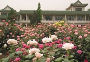 淮安月季園 淮安月季園