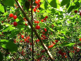 芒尖毛口蘚 芒尖毛口蘚