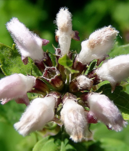 楔葉糙蘇 楔葉糙蘇