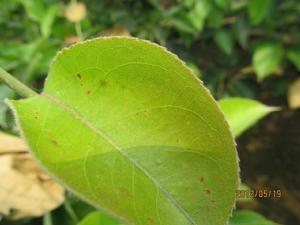 西瓜鏽病 西瓜鏽病