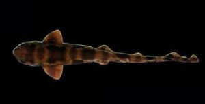 印度梅花鯊 印度梅花鯊