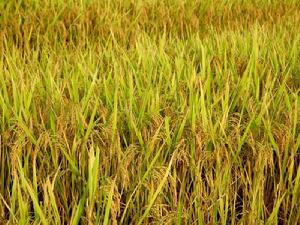 曼濃岱村-種植水稻