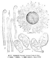 捲曲鉤絲殼 捲曲鉤絲殼