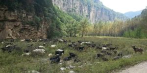 靈空山自然保護區