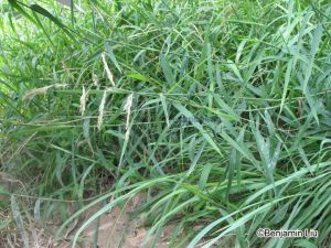 寬葉隱子草 寬葉隱子草